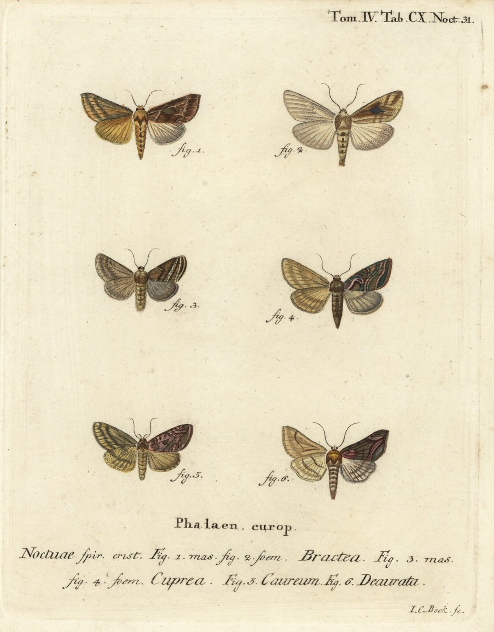 Zlatý flitr, Autographa bractea 1,2, Euchalcia modestoides 3,4, Lamprotes c-aureum 5 a Panchrysia deaurata 6. Ručně kolorovaná mědirytina Johanna Carla Bocka podle Eugenia Johanna Christopha Espera Motýli v ilustracích z přírody od Johann Carl Bock