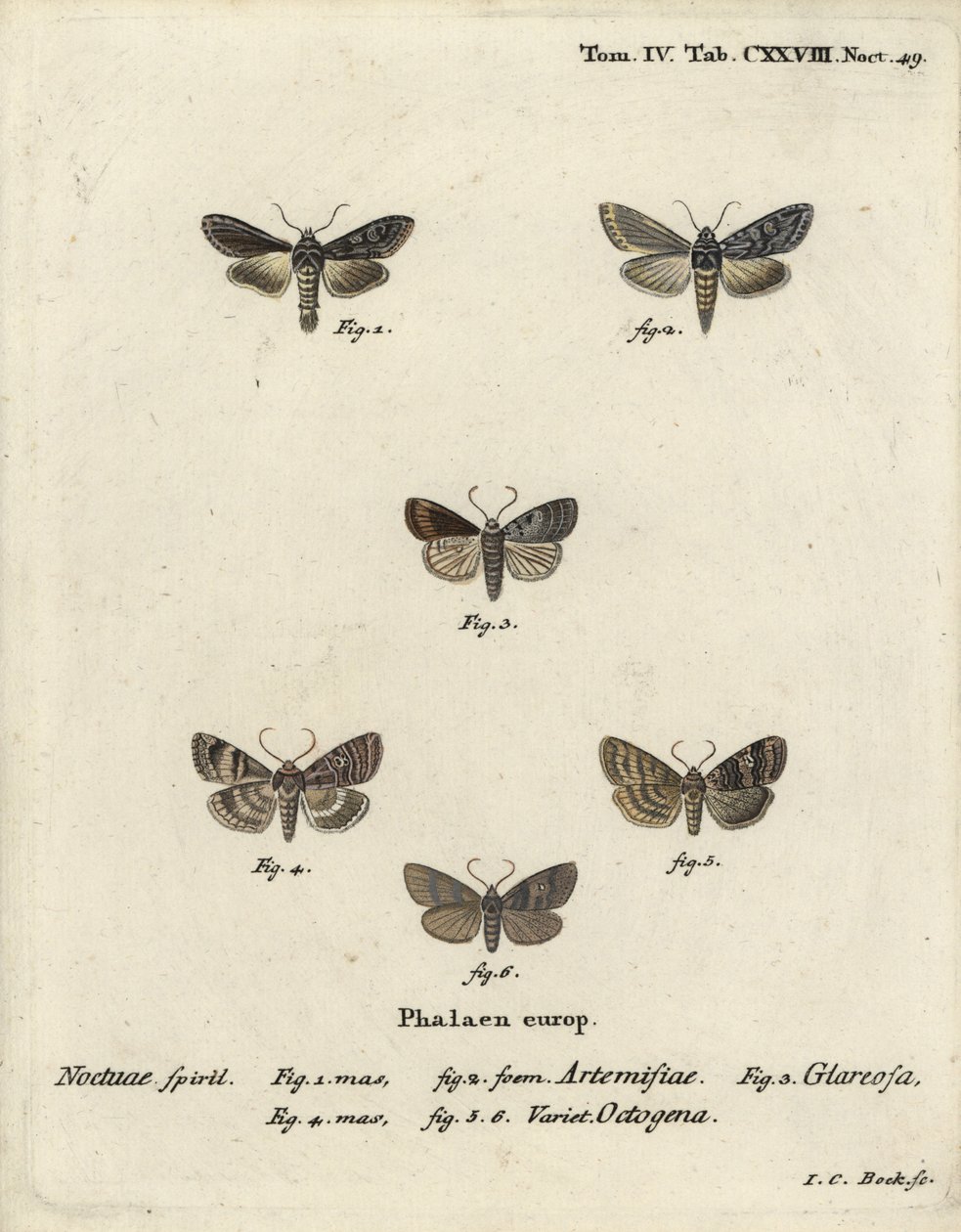 Žralok zelený stříbřitý, Cucullia argentea 1,2, podzimní rustikální, Eugnorisma glareosa 4, osmdesátník, Tethea ocularis 4-6. Ručně kolorovaná mědirytina od Johanna Carla Bocka podle Eugenia Johanna Christopha Espera Die Schmetterlinge in Abbildun od Johann Carl Bock