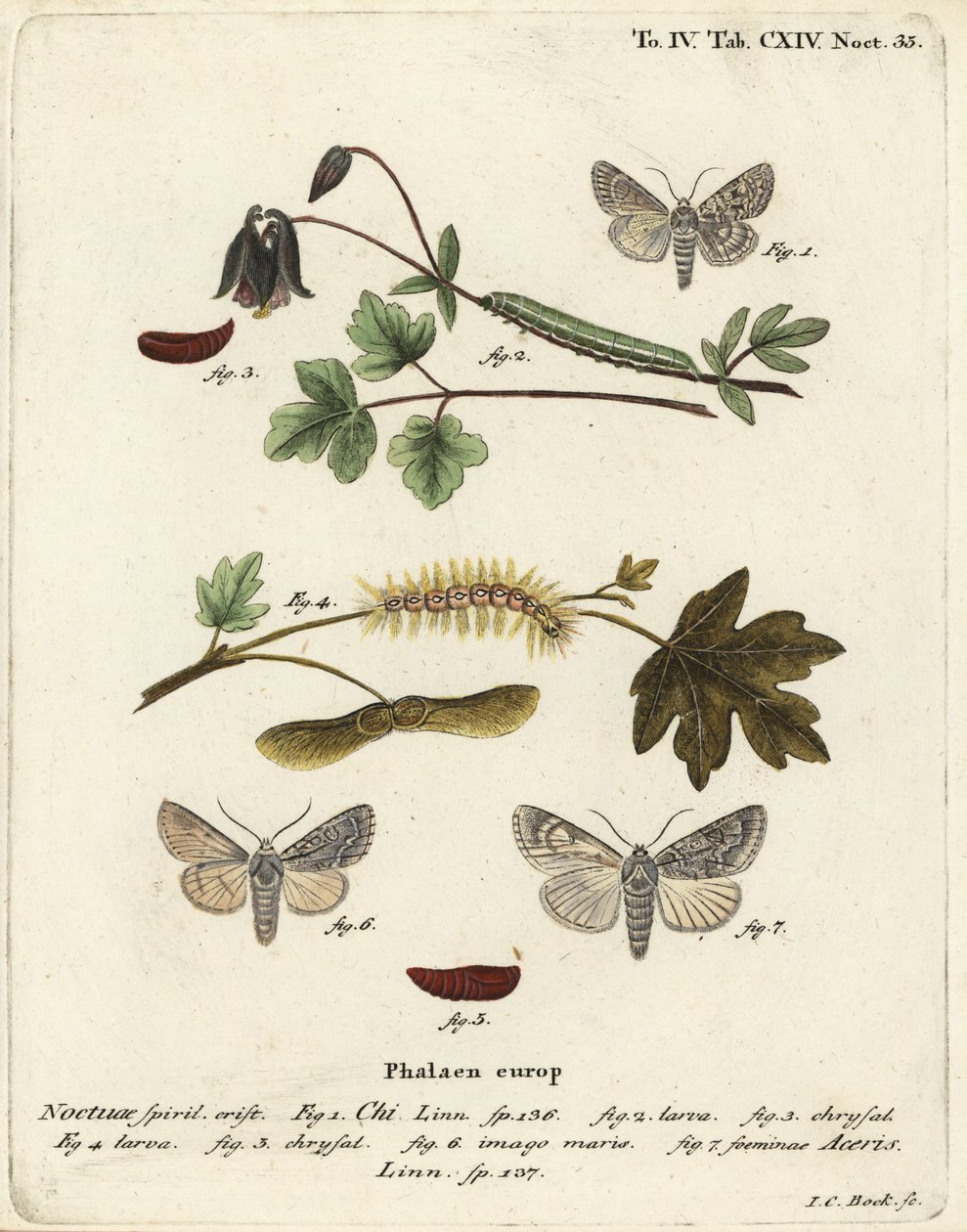 Šedá chi, Antitype chi 1 a můra platanů, Acronicta aceris 2-7. Ručně kolorovaná mědirytina od Johanna Carla Bocka podle knihy Eugenia Johanna Christopha Espera The Butterflies in Pictures from Nature, Erlangen od Johann Carl Bock