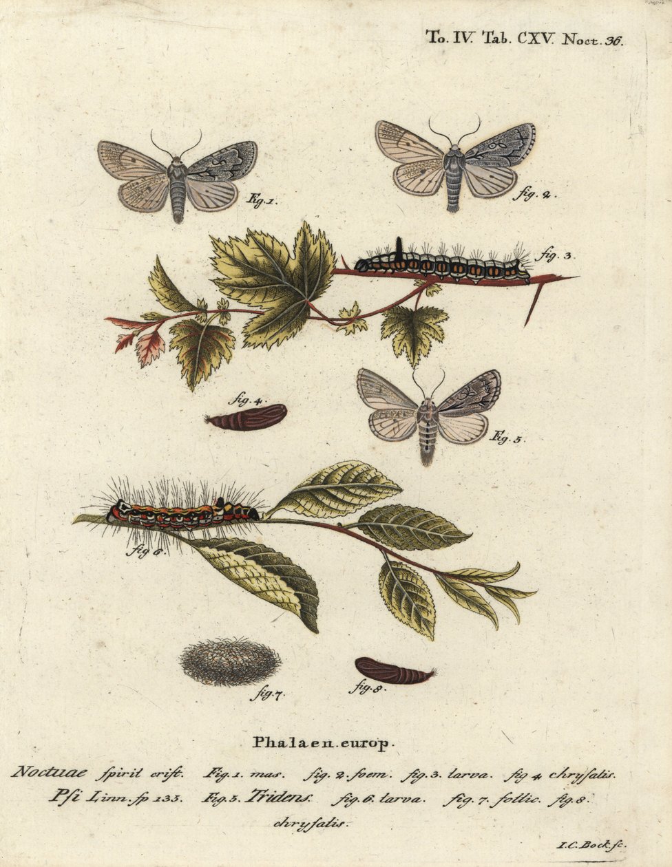 Šedá dýka, Acronicta psi 1-4, a tmavá dýka, Acronicta tridens 5-8. Ručně kolorovaná mědirytina od Johanna Carla Bocka podle Eugenia Johanna Christopha Espera Motýli v ilustracích z přírody, Erlangen od Johann Carl Bock