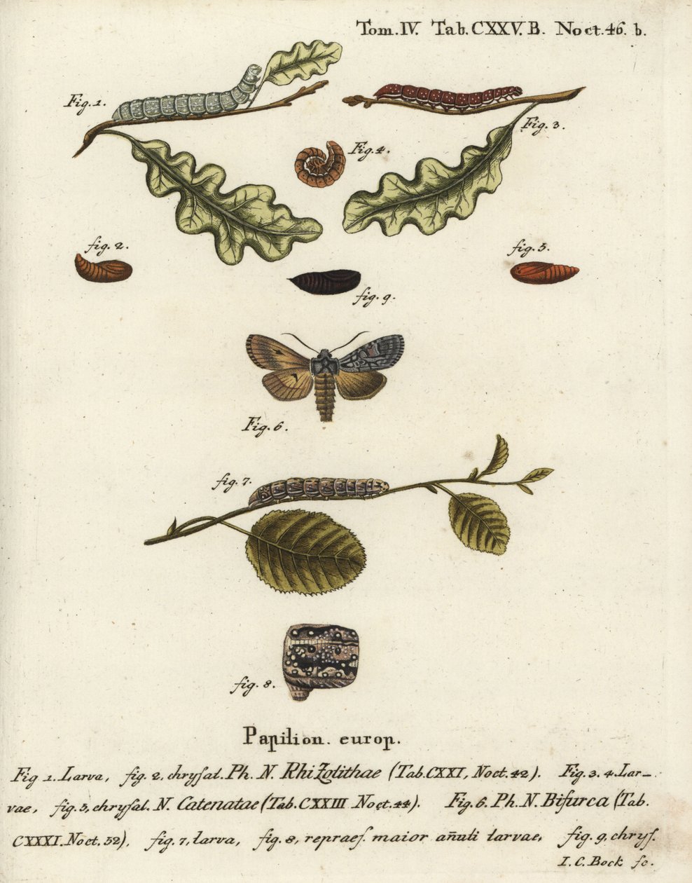 Šedý ramenní uzel, Lithophane ornitopus 1,2, kaštan třásněný, Agrochola helvola 3-5, konformní, Lithophane furcifera 6-9. Ručně kolorovaná mědirytina od Johanna Carla Bocka podle Eugenia Johanna Christopha Espera Die Schmetterlinge in Abbildungen n od Johann Carl Bock