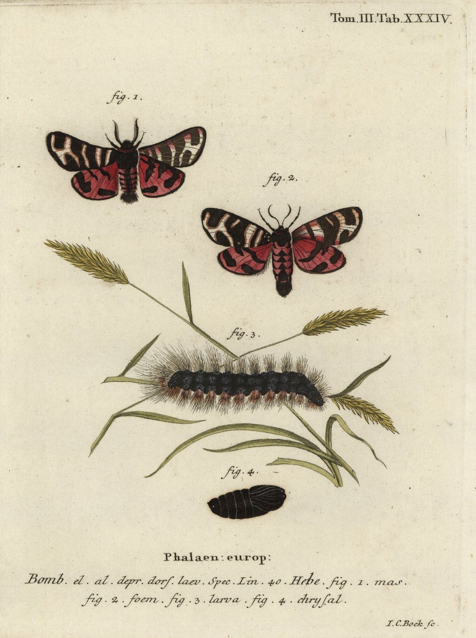 Hebe tygří můra, Arctia festiva. od Johann Carl Bock