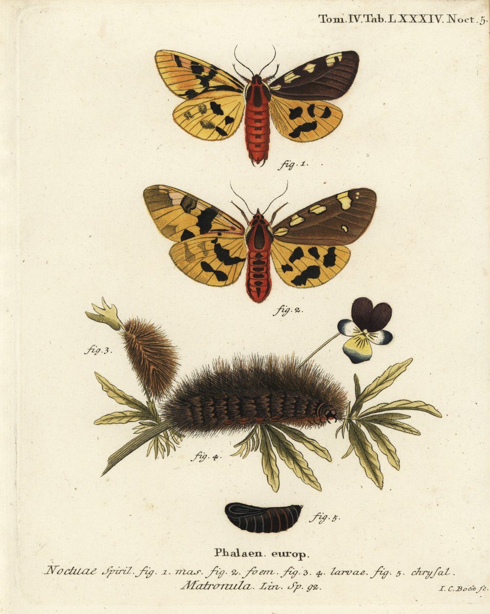 Velký tygří můra, samec a samice, Pericallia matronula. Ručně kolorovaná mědirytina od Johanna Carla Bocka podle Eugenia Johanna Christopha Espera Motýli v ilustracích z přírody, Erlangen od Johann Carl Bock