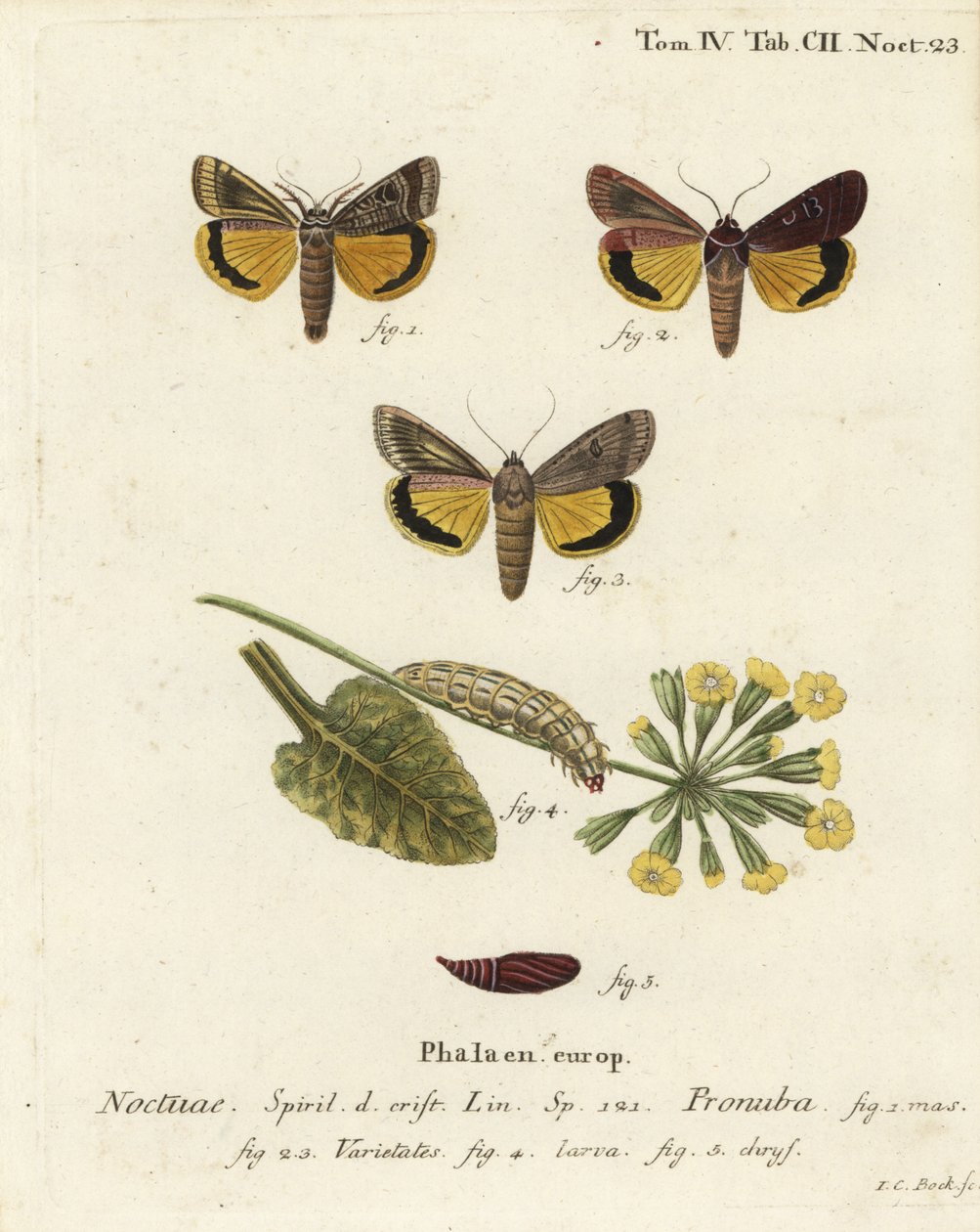 Velké žluté podkřídlo, Noctua pronuba a variety. Ručně kolorovaná mědirytina od Johanna Carla Bocka podle Eugenia Johanna Christopha Espera Motýli v ilustracích z přírody, Erlangen od Johann Carl Bock