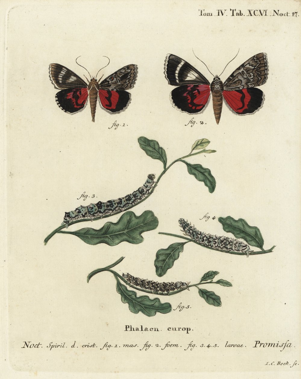 Světle karmínový podkřídlý ​​můra, Catocala promissa. Ručně kolorovaná mědirytina od Johanna Carla Bocka podle Eugenia Johanna Christopha Espera Motýli v ilustracích z přírody, Erlangen od Johann Carl Bock
