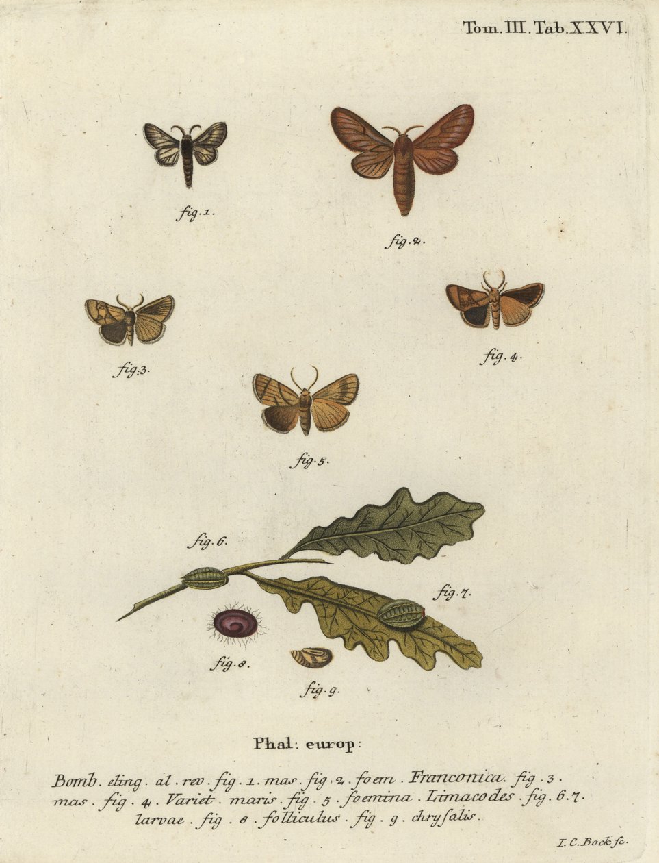 Můra a věneček Malacosoma franconicum, Apoda limacodes. od Johann Carl Bock