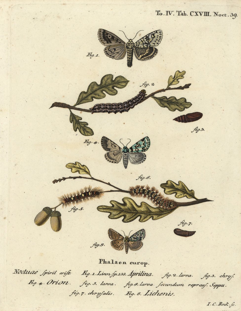 Merveille du jour, Dichonia aprilina 1-4, vzácný merveille du jour, Moma alpium 5-7, a mramorovaná zelená, Cryphia muralis 8. Ručně kolorovaná mědirytina od Johanna Carla Bocka podle Eugenia Johanna Christopha Espera Motýli v ilustracích od Johann Carl Bock