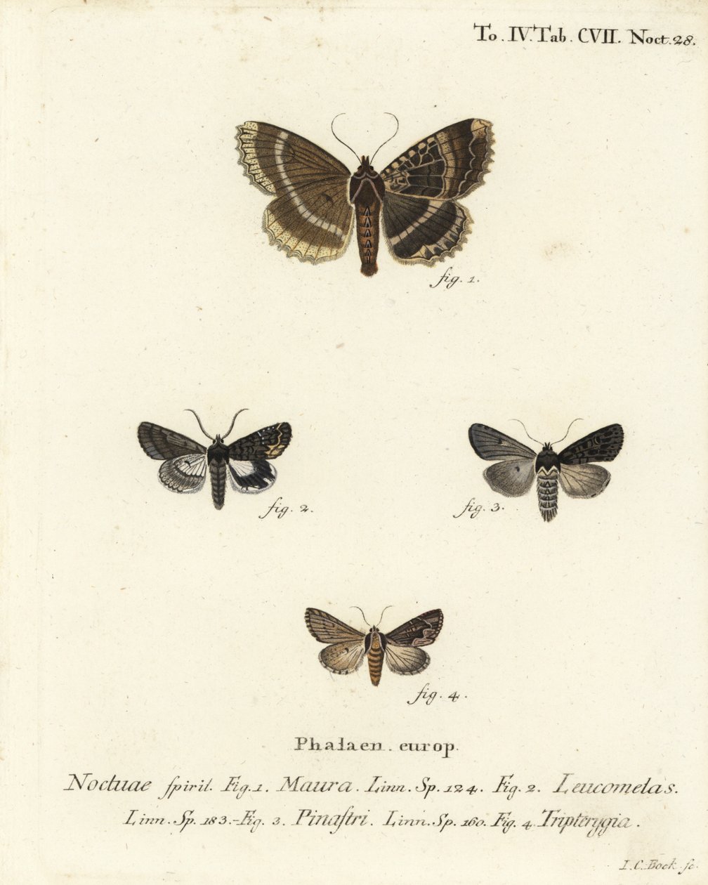 Stará dáma nebo černý podkřídlo, Mormo maura 1, alchymista východní, Aedia leucomelas 2, a Dypterygia scabriuscula 3,4. Ručně kolorovaná mědirytina od Johanna Carla Bocka podle Eugenia Johanna Christopha Espera Motýli v ilustracích podle Na od Johann Carl Bock