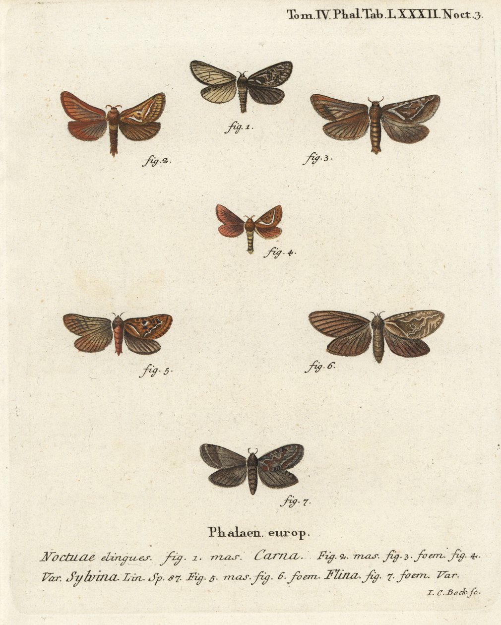 Pharmacis carna 2-4, oranžová swift, Triodia sylvina 5,6, a zlatá, Phymatopus hecta 7. Ručně kolorovaná mědirytina od Johanna Carla Bocka podle Eugenia Johanna Christopha Espera Motýli v ilustracích z přírody, Erlangen od Johann Carl Bock