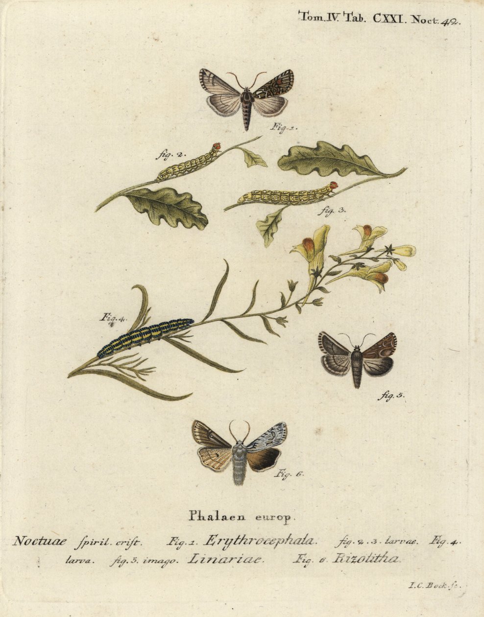 Kaštan červenohlavý, Conistra erythrocephala 1-4, ropucha brokát, Calophasia lunula 5 a šedý ramenní uzel, Lithophane ornitopus 6. Ručně kolorovaná mědirytina od Johanna Carla Bocka podle Eugenia Johanna Christopha Espera Die Schmetterlinge in Abb od Johann Carl Bock