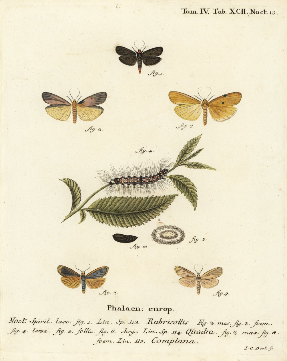 Šlápota červená, Atolmis rubricollis 1,, šlápota čtyřpásá, Lithosia quadra 2-6, a šlápota buffa, Katha depressa 7,9. Ručně kolorovaná mědirytina od Johanna Carla Bocka podle knihy Eugenia Johanna Christopha Espera Die Schmetterlinge in Abbildungen na od Johann Carl Bock