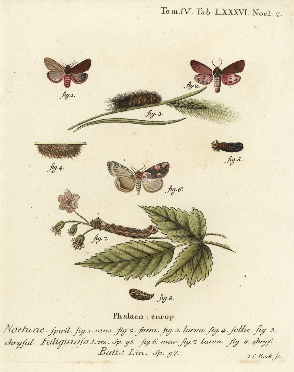 Můra tygrovaná rubínová, Phragmatobia fuliginosa 1-5 a můra broskvová, Thyatira batis 6-8. Ručně kolorovaná mědirytina od Johanna Carla Bocka podle Eugenia Johanna Christopha Espera Motýli v ilustracích z přírody, Erlangen od Johann Carl Bock