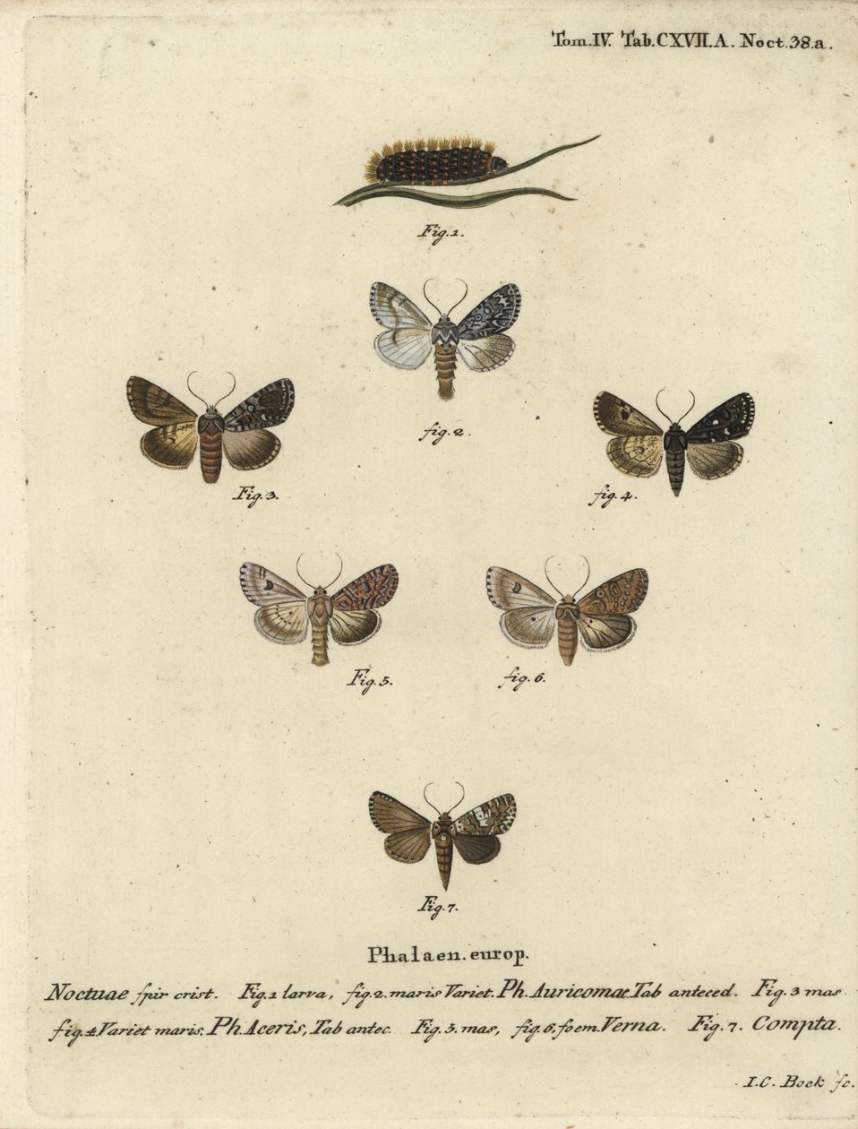 Vzácná dýka, Acronicta auricoma 1-3, platan, Acronicta aceris, muškátový oříšek 4,5, Hadula trifolii 6 a pestrý coronet, Hadena compta 7. Ručně kolorovaná mědirytina od Johanna Carla Bocka podle Eugenia Johanna Christopha Esper’s Die Schmetter od Johann Carl Bock