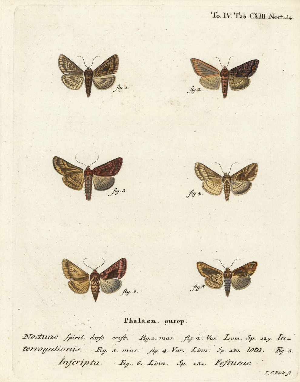 Vzácné stříbro Y, Syngrapha interrogationis 1,2, hladké zlaté Y, Autographa jota 3-5, zlatá skvrna, Plusia festucae 6. Ručně kolorovaná mědirytina od Johanna Carla Bocka podle Eugenia Johanna Christopha Espera Motýli v ilustracích po nat. od Johann Carl Bock