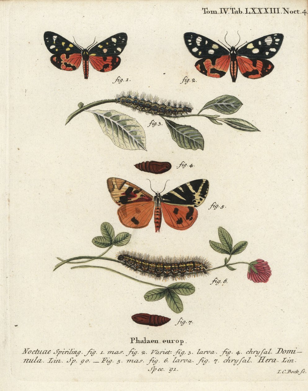 Šarlatový tygří můra, Callimorpha dominula 1-4 a Jersey tygří můra, Euplagia quadripunctaria 5-7. Ručně kolorovaná mědirytina od Johanna Carla Bocka podle Eugenia Johanna Christopha Espera Motýli v ilustracích z přírody, Erlangen od Johann Carl Bock