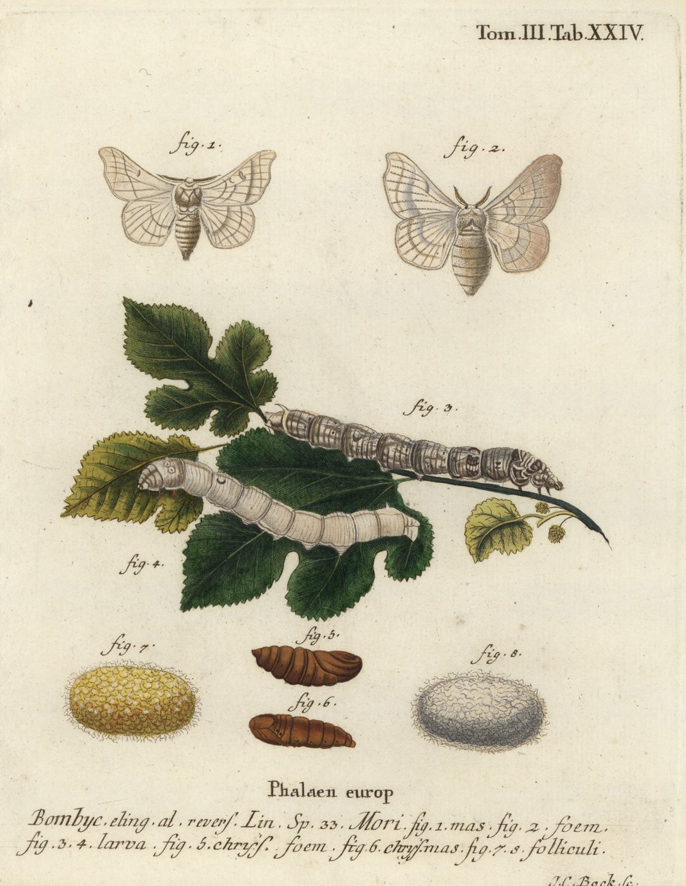 Hedvábník, Bombyx mori. od Johann Carl Bock