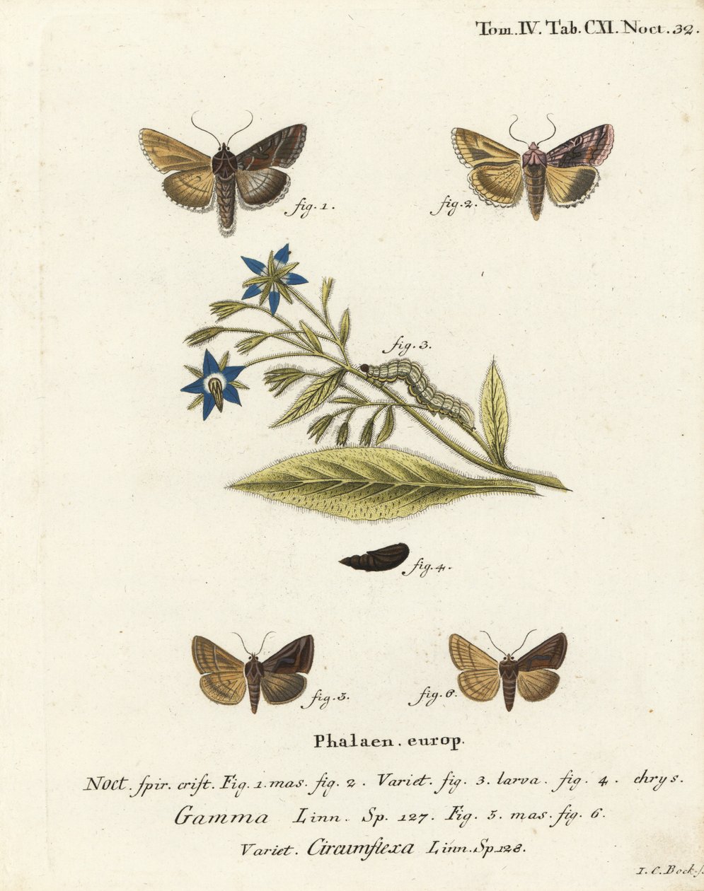Stříbrný Y můra, Autographa gamma 1-4 a Essex Y můra, Cornutiplusia circumflexa 5,6. Ručně kolorovaná mědirytina od Johanna Carla Bocka podle Eugenia Johanna Christopha Espera Motýli v ilustracích z přírody, Erlangen od Johann Carl Bock