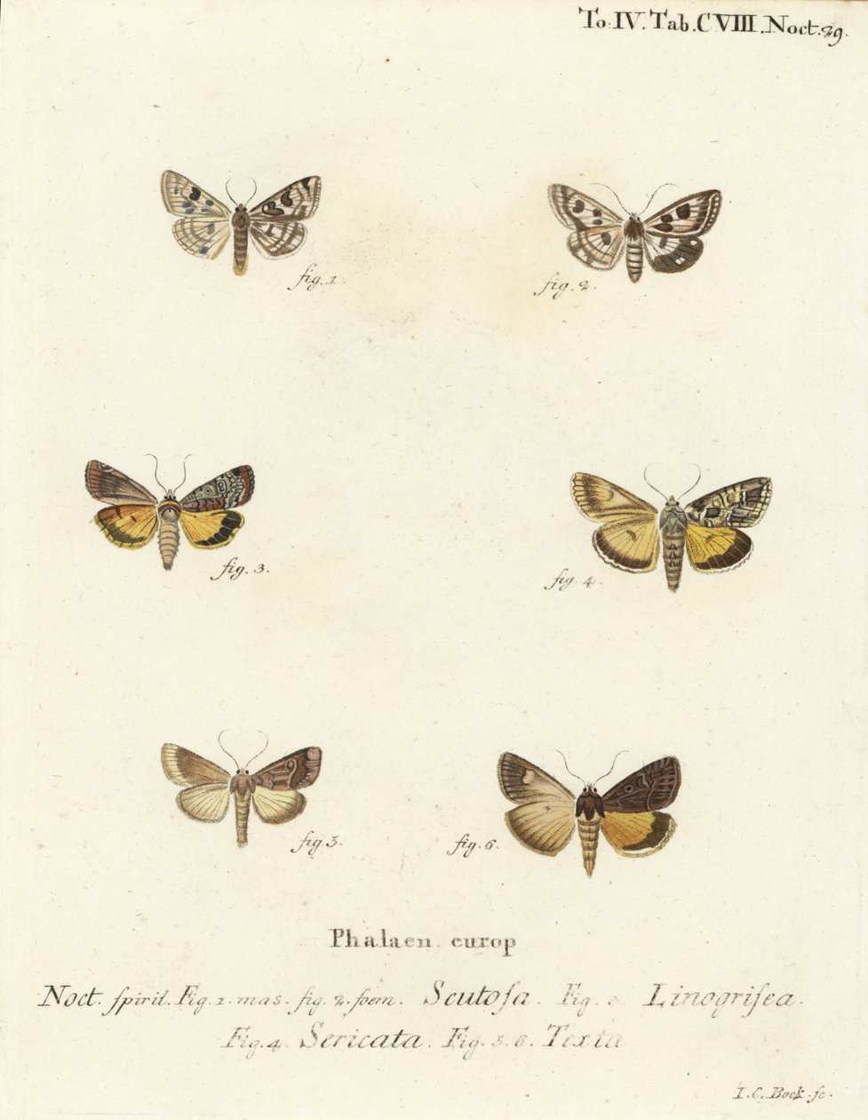 Jetel skvrnitý, Schinia scutosa 1,2, Epilecta linogrisea 3, Guernsey podkřídlí, Polyphaenis sericata 4, a sláma sláma, Thalpophila matura 5,6. Ručně kolorovaná mědirytina od Johanna Carla Bocka podle knihy Eugenius Johann Christoph Esper