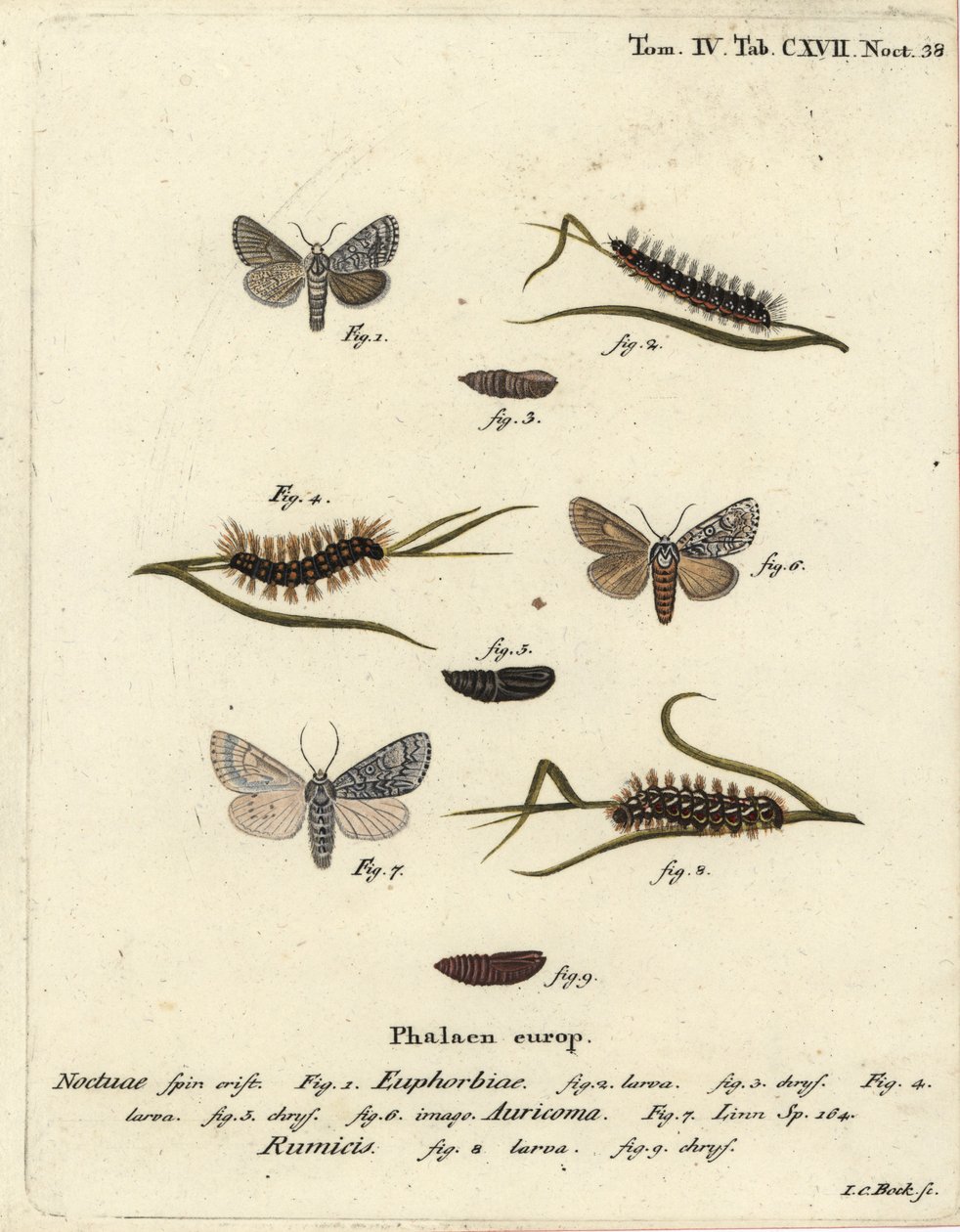 Můra vichřice, Acronicta euphorbiae 1-5, vzácná dýka, Acronicta auricoma 6, a zavíječ, Acronicta rumicis 7-9. Ručně kolorovaná mědirytina od Johanna Carla Bocka podle Eugenia Johanna Christopha Espera Die Schmetterlinge in Abbildungen nac od Johann Carl Bock