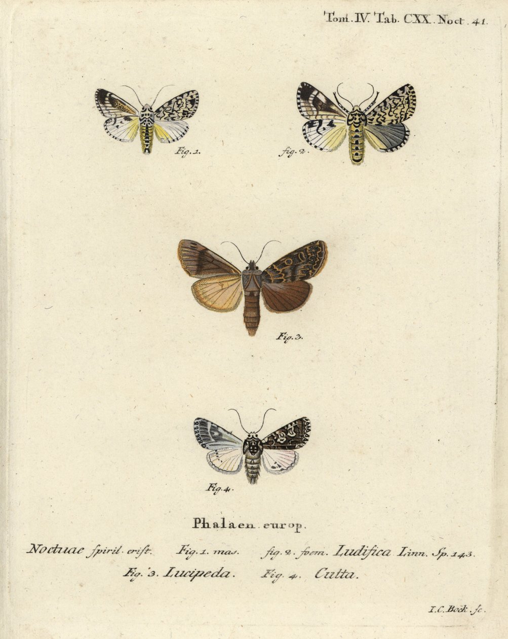 Trichosea ludifica 1,2, jižní rustikální, Rhyacia lucipeta 3 a Lamprosticta culta 4. Ručně kolorovaná mědirytina Johanna Carla Bocka podle Eugenia Johanna Christopha Espera Motýli v ilustracích z přírody, Erlangen od Johann Carl Bock