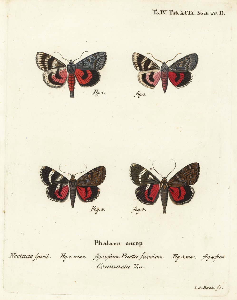 Můry podkřídlé, Catocala pacta a Catocala coniuncta. Ručně kolorovaná mědirytina od Johanna Carla Bocka podle knihy Eugenia Johanna Christopha Espera The Butterflies in Pictures from Nature, Erlangen od Johann Carl Bock