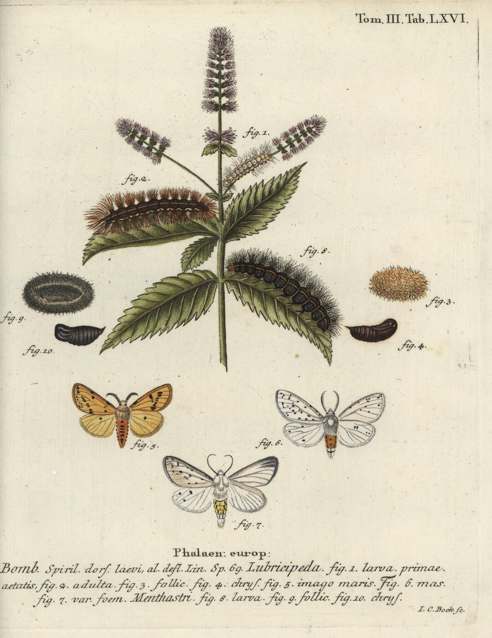 Hranostaj bílý, Spilosoma lubricipeda. od Johann Carl Bock
