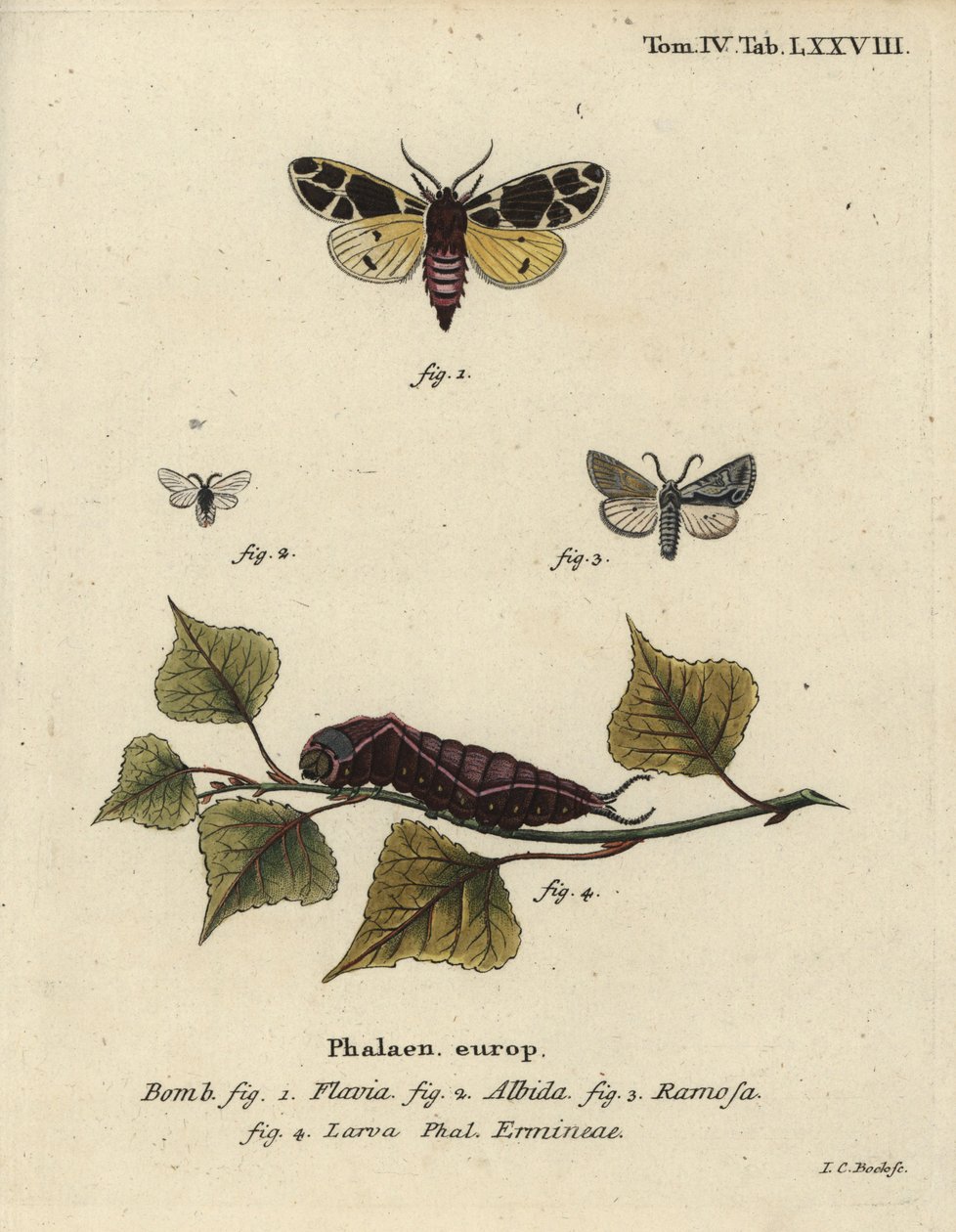 Žlutá tygří můra, bílá larva hranostaje atd. od Johann Carl Bock