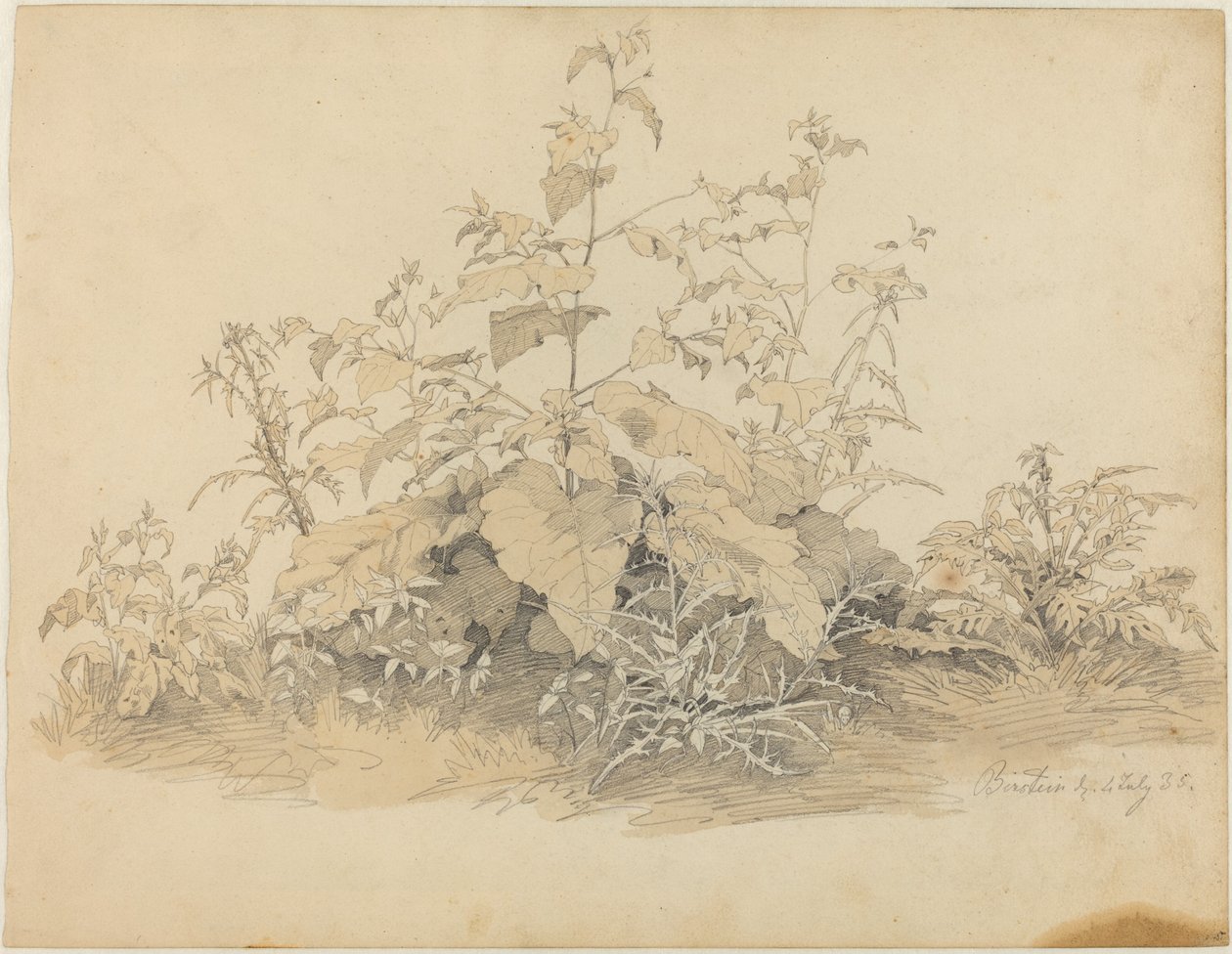 Divoké rostliny poblíž Birstein od Johann Christian Heerdt