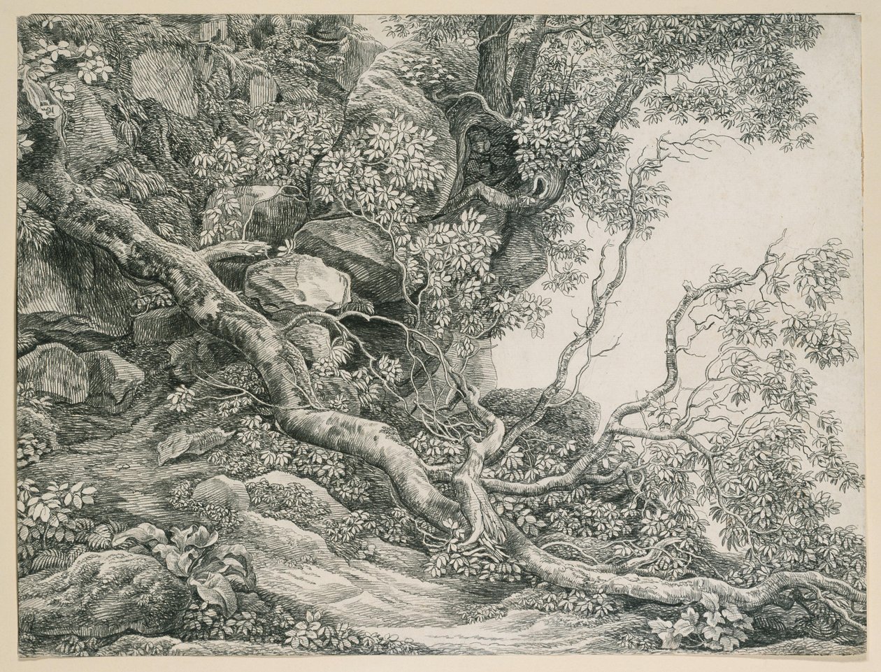 Stromy na skalnatém svahu od Johann Christian Reinhart