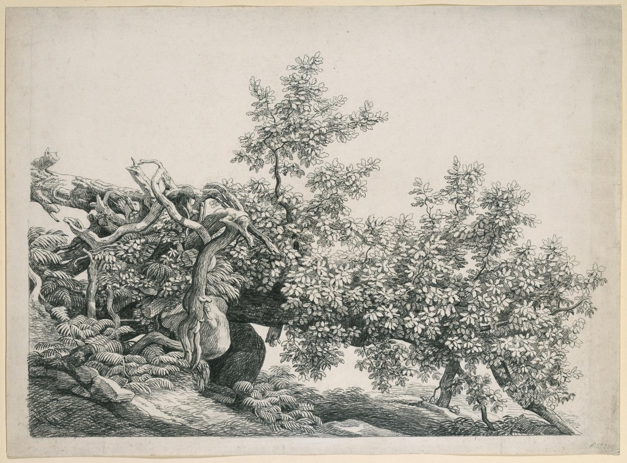 Studie stromu. Padlý kmen s obnaženými kořeny od Johann Christian Reinhart