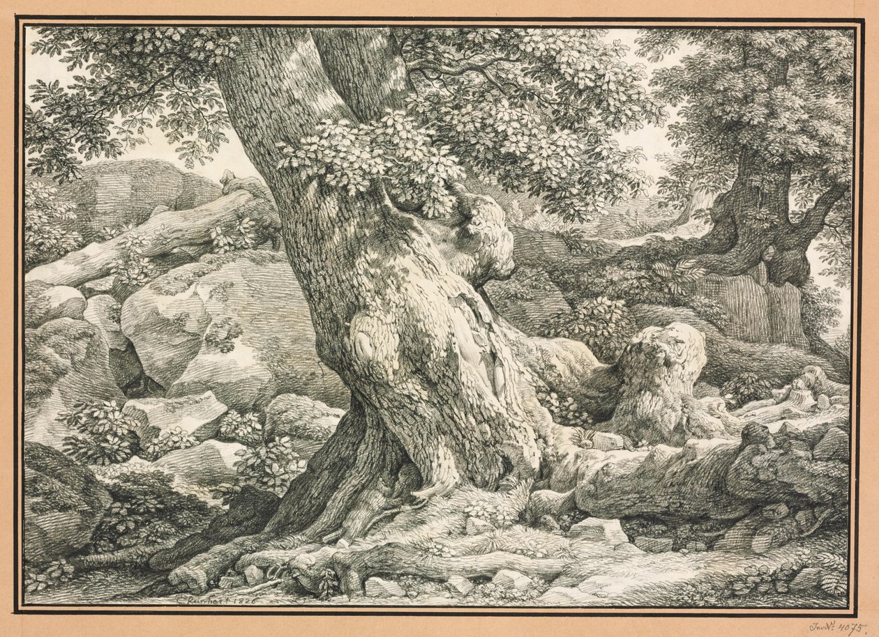 Studie stromů na skalnatém terénu od Johann Christian Reinhart