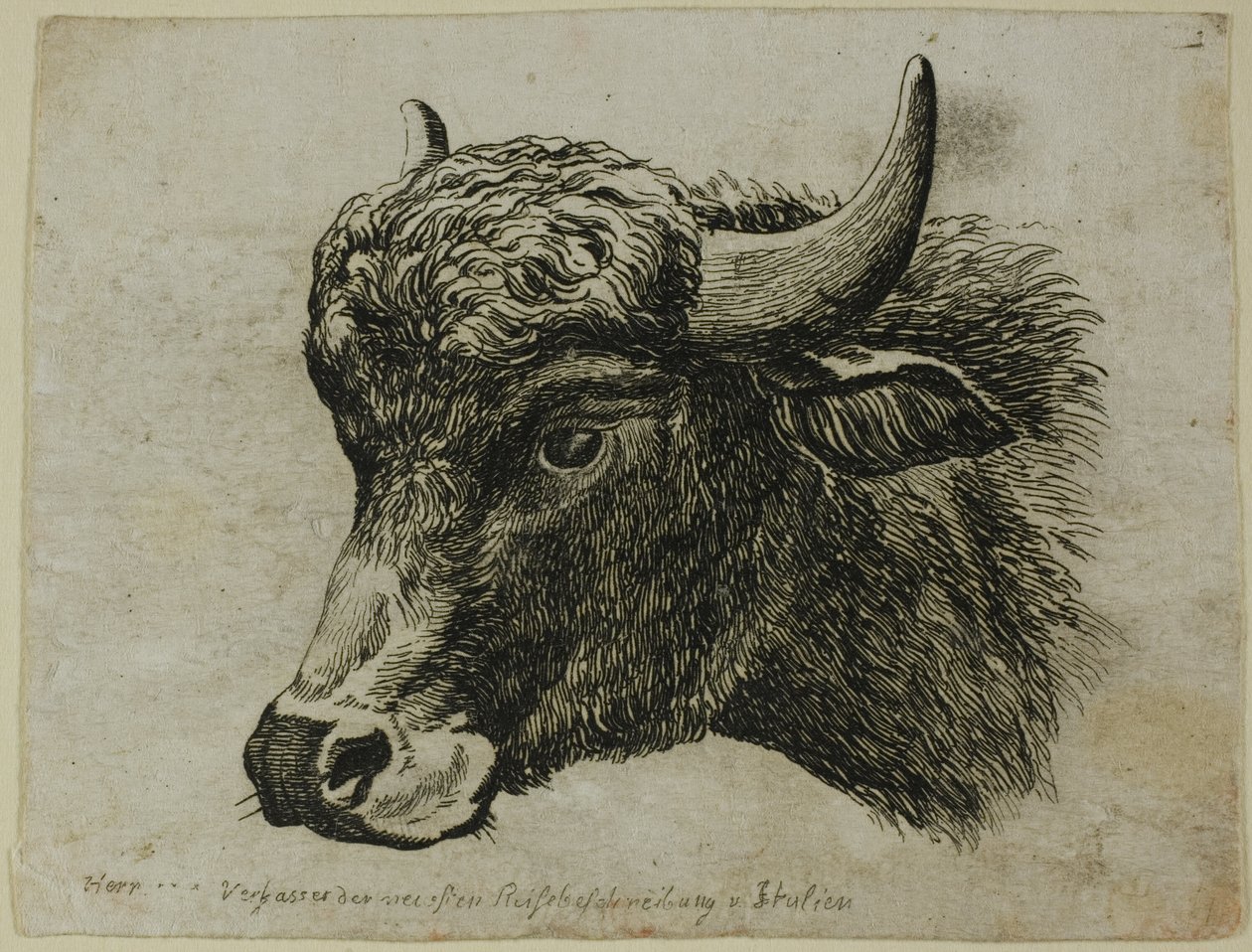 Buffalo Head Facing Left, od Die Zweite Thier Folge od Johann Christian Reinhart