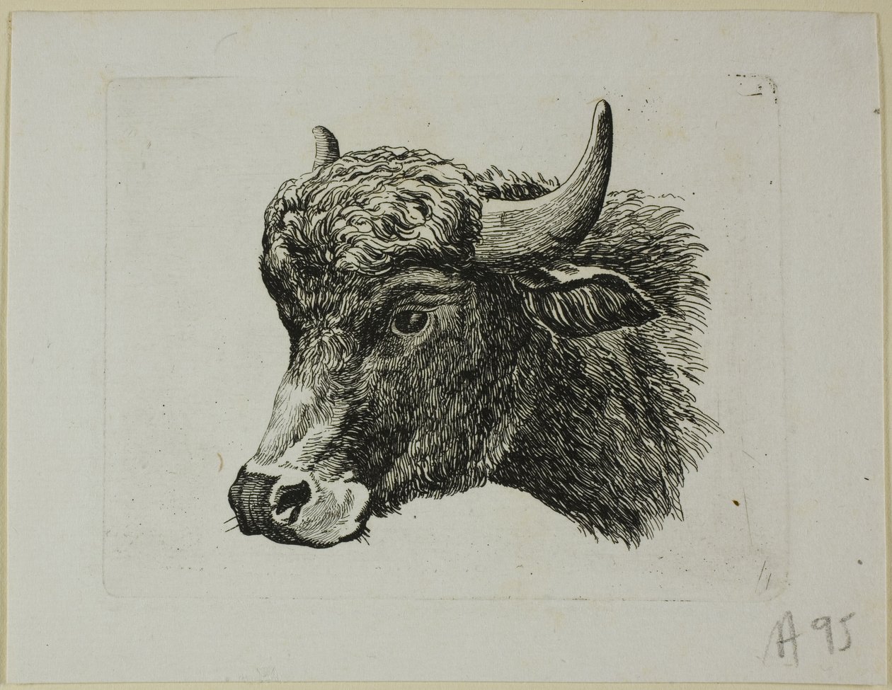 Buffalo Head Facing Left, od Die Zweite Thier Folge od Johann Christian Reinhart
