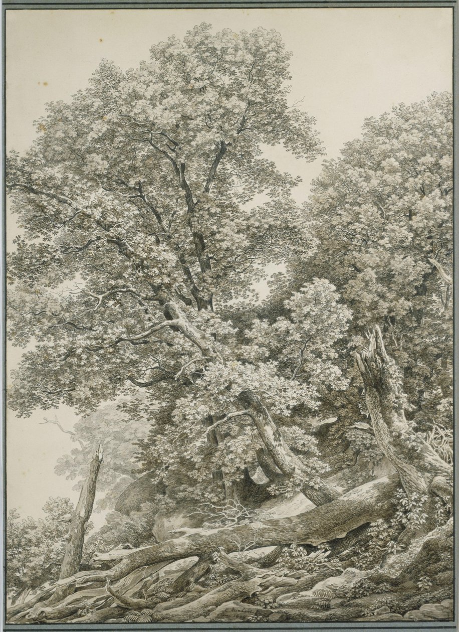 Velká studie stromu od Johann Christian Reinhart
