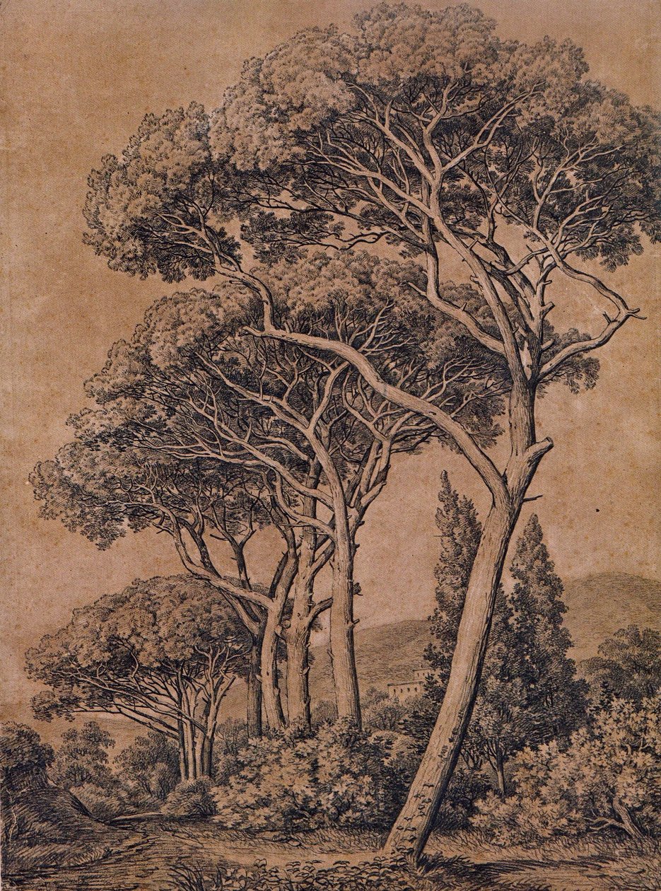 J C Reinhart Deštníkové borovice 1791 od Johann Christian Reinhart