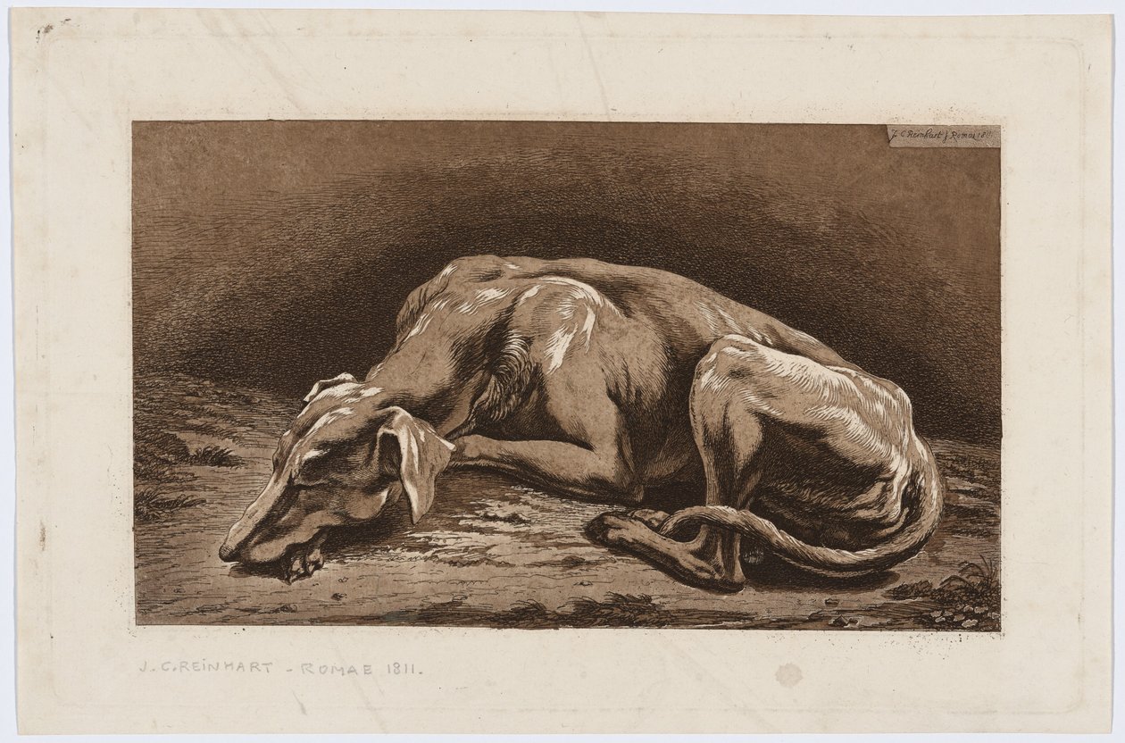 Spící chrt od Johann Christian Reinhart