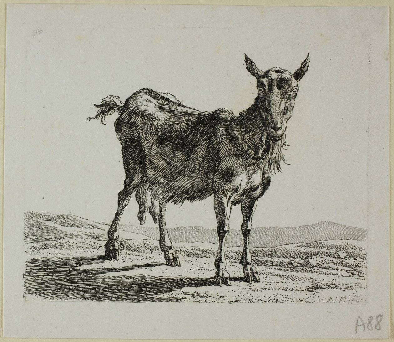 Stojící koza, od Die Zweite Thiernahme od Johann Christian Reinhart