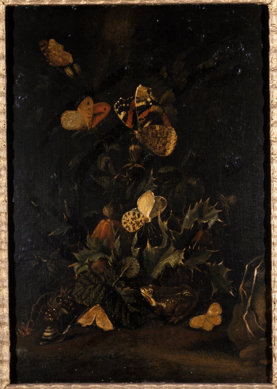 Květiny s motýly a ropucha (olej na dubovém dřevě) od Johann Christian Thomas Winck