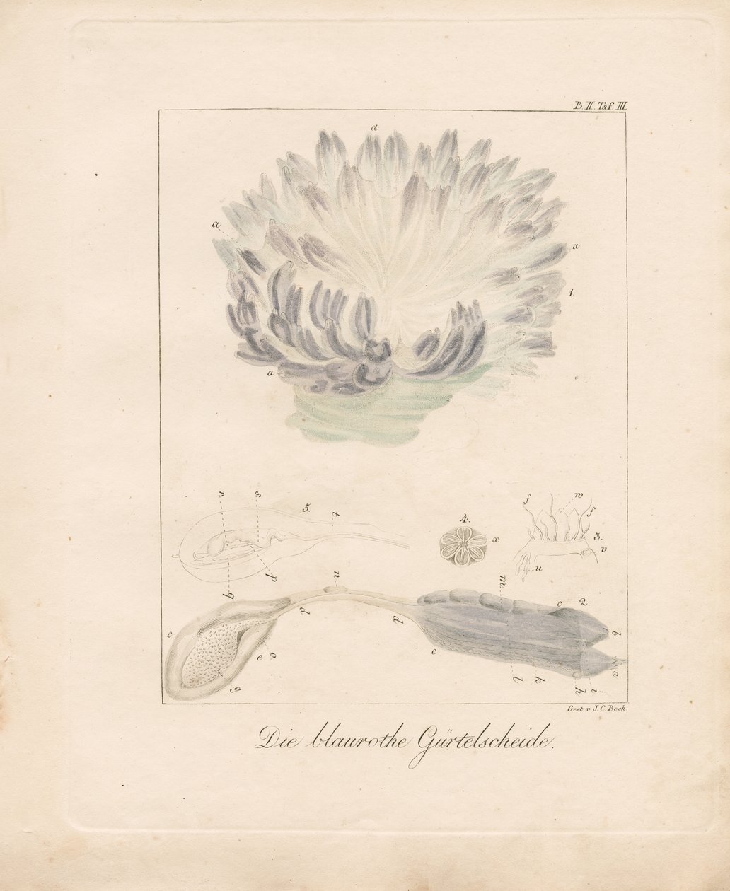  od Johann Christoph Bock