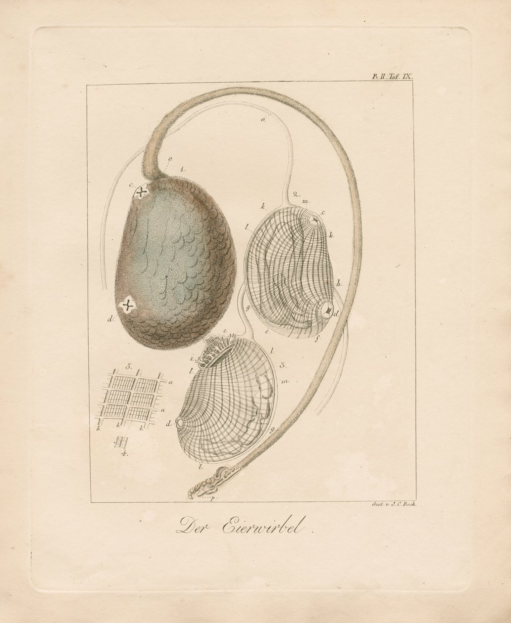  od Johann Christoph Bock