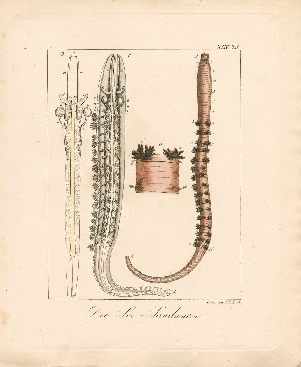  od Johann Christoph Bock