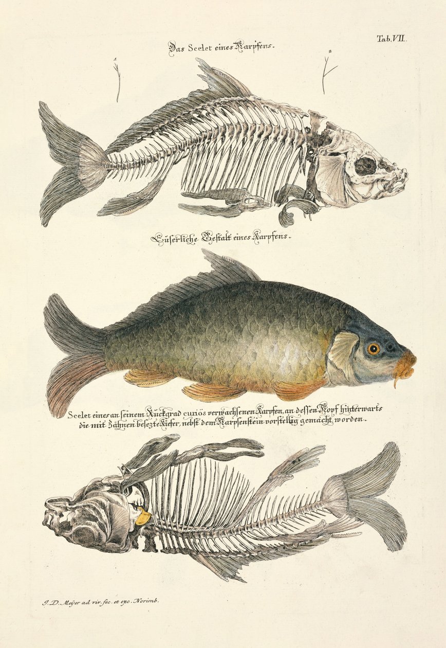  od Johann Daniel Meyer