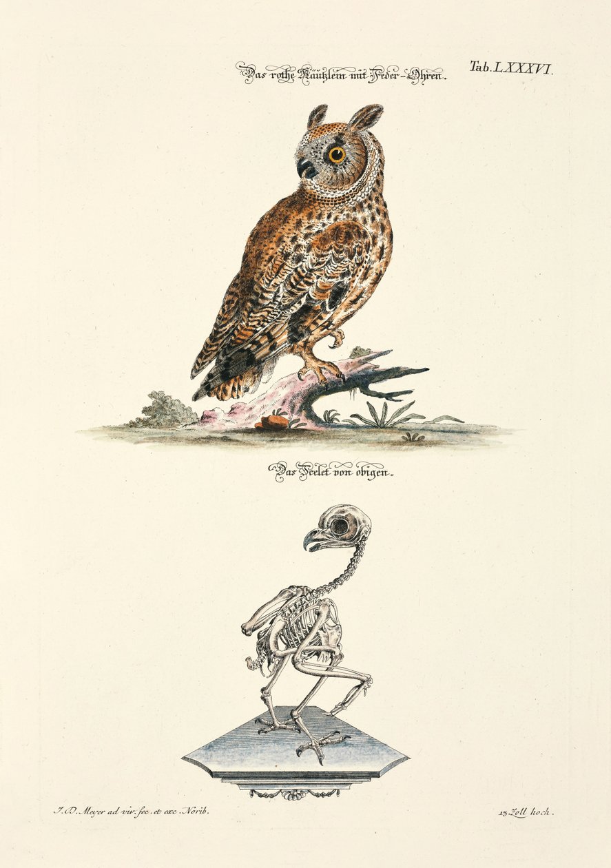  od Johann Daniel Meyer