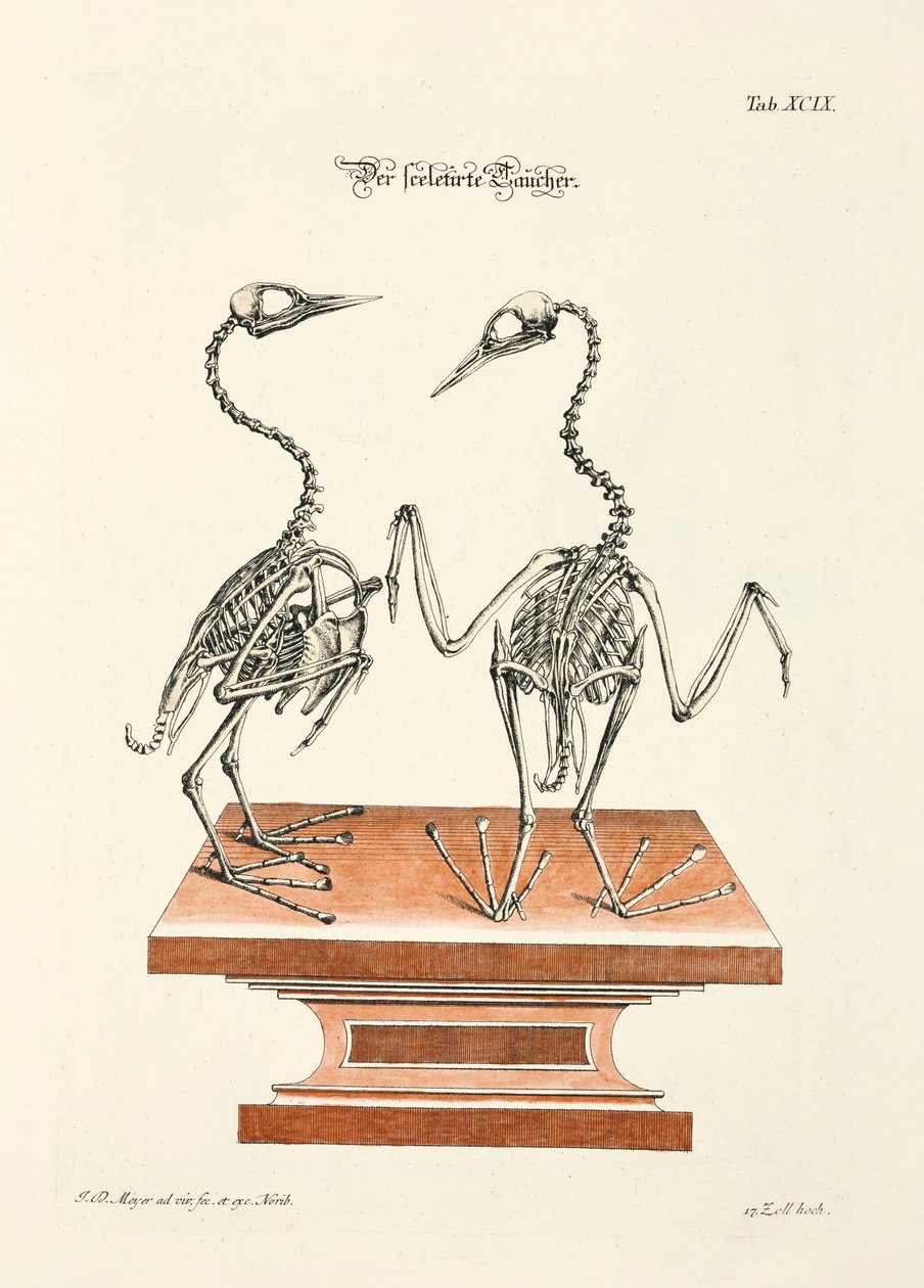  od Johann Daniel Meyer