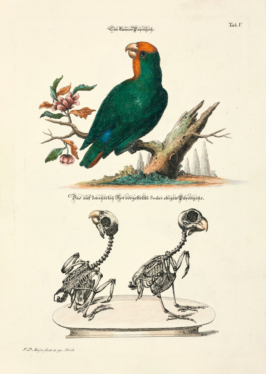  od Johann Daniel Meyer