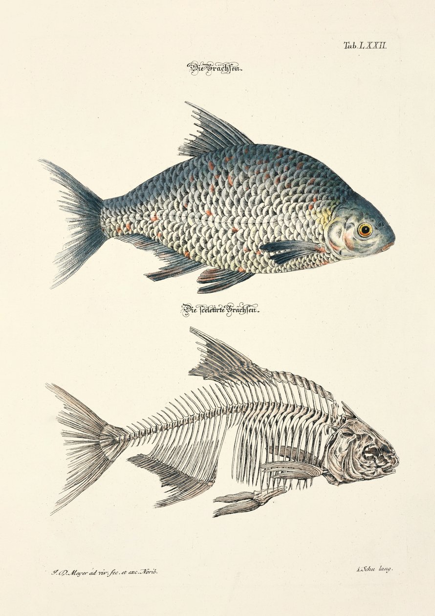  od Johann Daniel Meyer