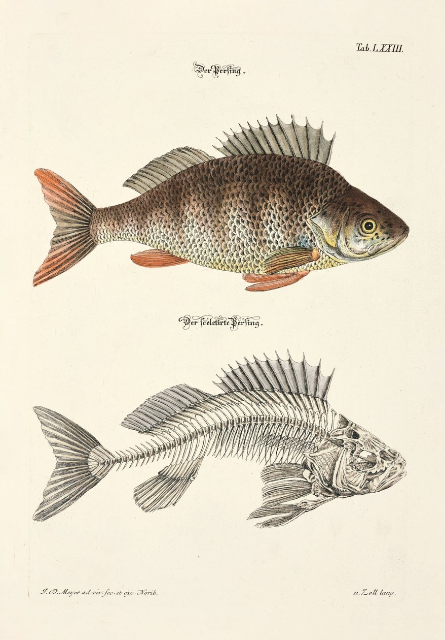  od Johann Daniel Meyer