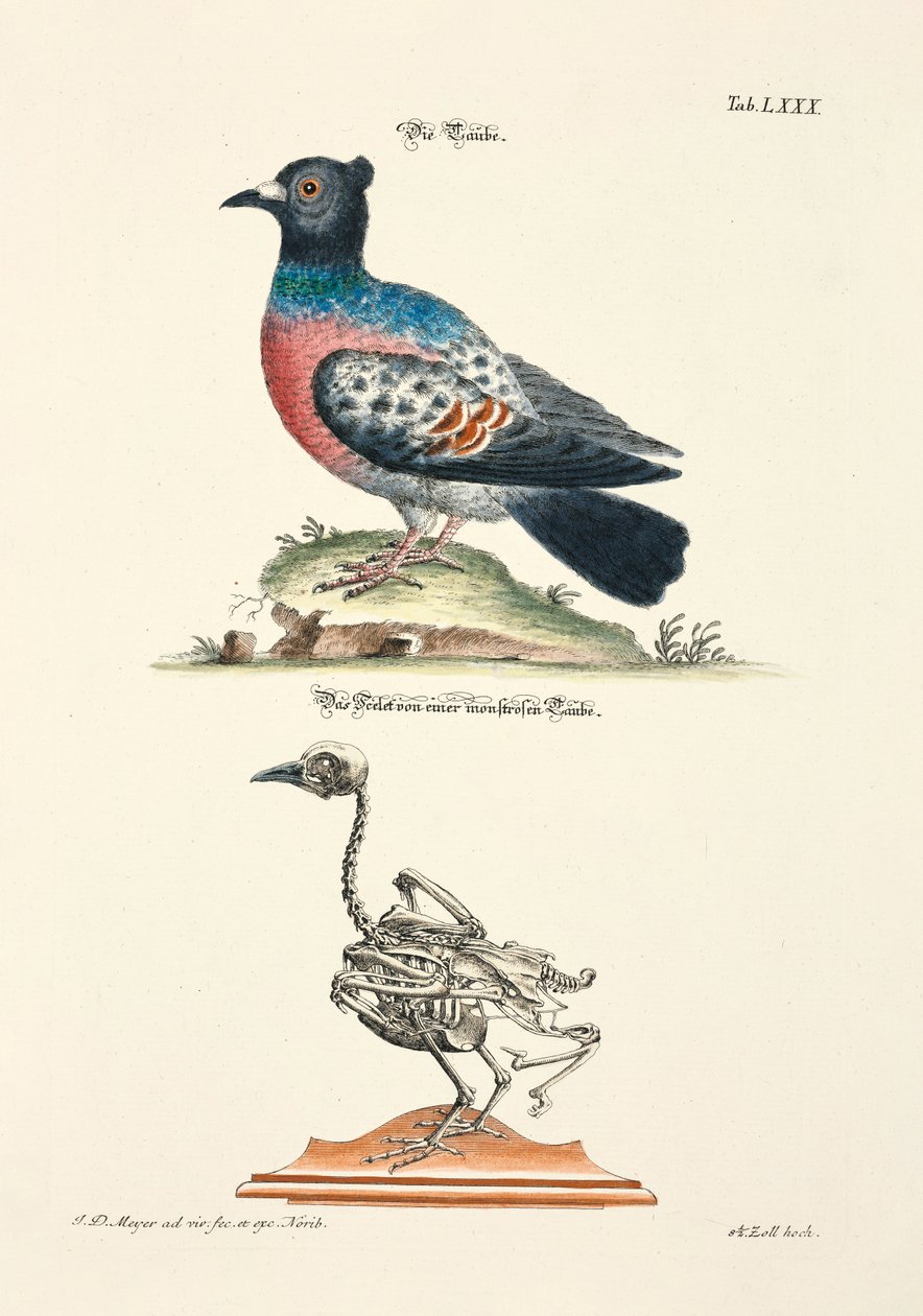  od Johann Daniel Meyer