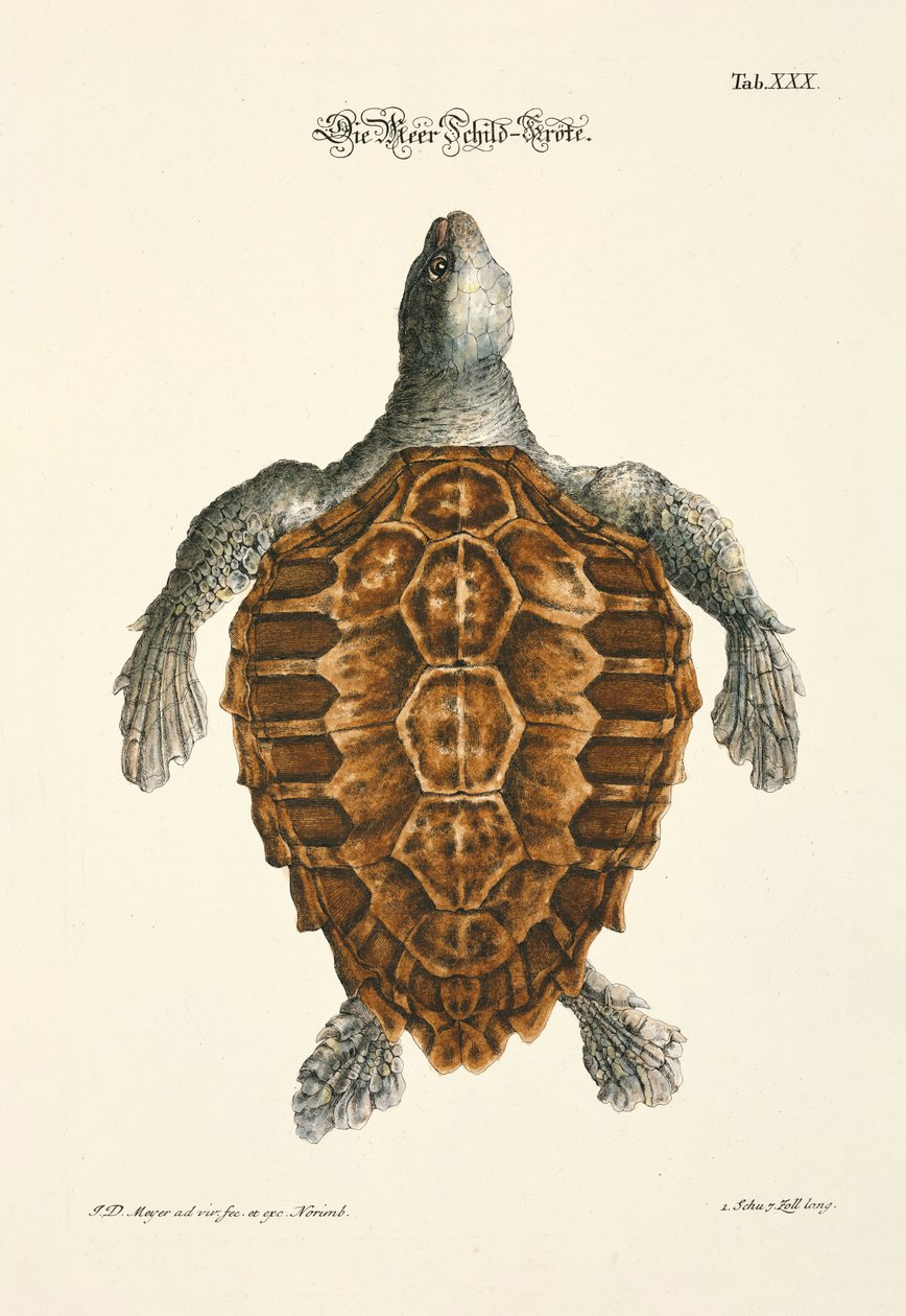  od Johann Daniel Meyer