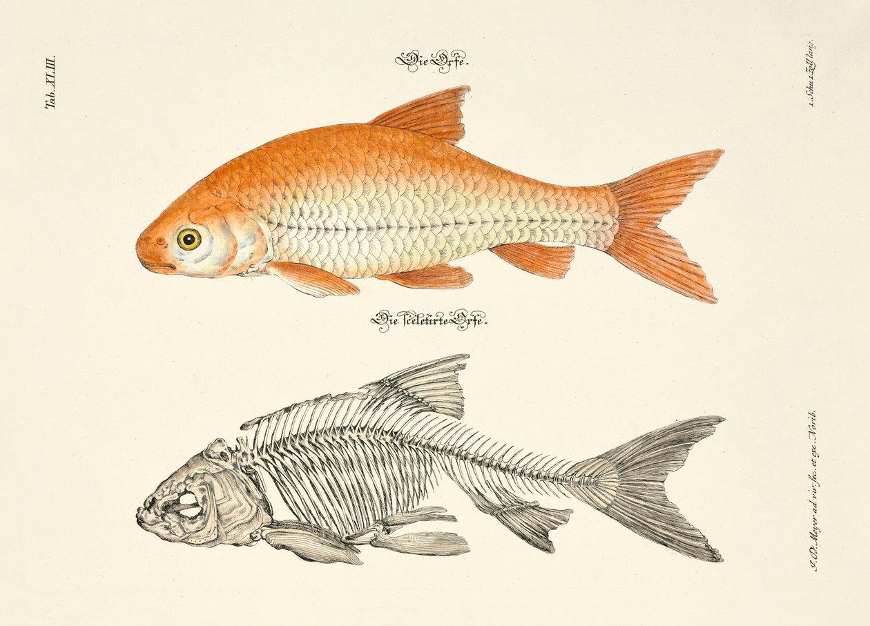  od Johann Daniel Meyer